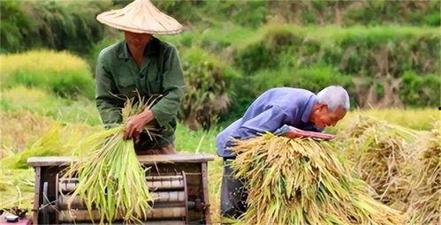 穿越灾荒年，我有系统实现粮食自由,粮食自由，共渡难关