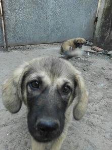 杂种狗,探寻杂种狗的独特魅力