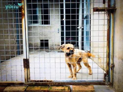 生而为狗 我很幸福,我的幸福犬途